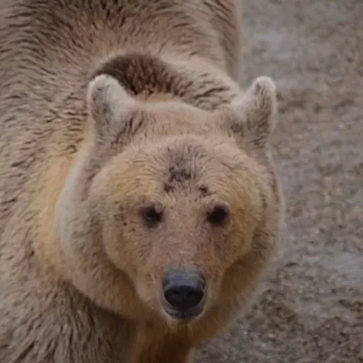 e3be2716cb3c236c5eef965b3356b738